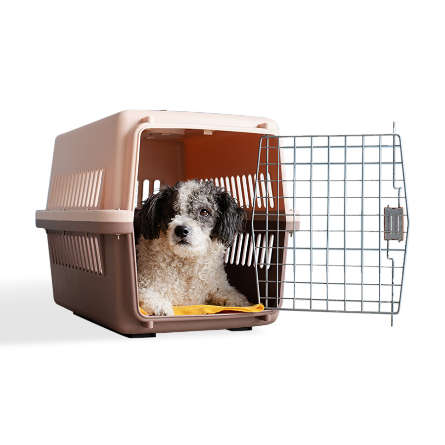 Pet Relocation_Icon