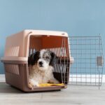 Travel,Carrier,Box,For,Animals.,Cute,Bichon,Frise,Dog,Lying